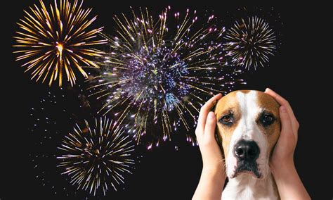 Pets E Fogos De Artif Cio Como Preparar Os Animais Sa Delab