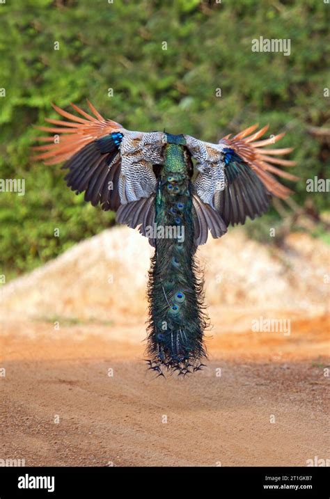 Common Peafowl Indian Peafowl Blue Peafowl Pavo Cristatus Male