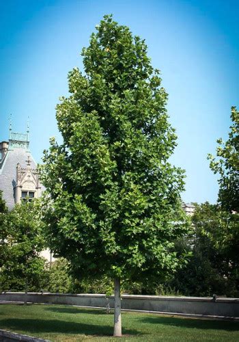 Poplar Trees For Sale Online | The Tree Center