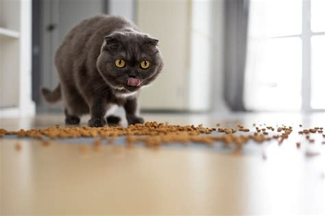 5 Posibles Razones Por Las Que Tu Gato Vomita Su Comida