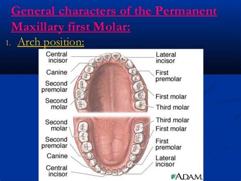 Upper First Molar