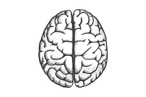 Head Organ Human Brain Top View Vintage Vector By Pikepicture Thehungryjpeg