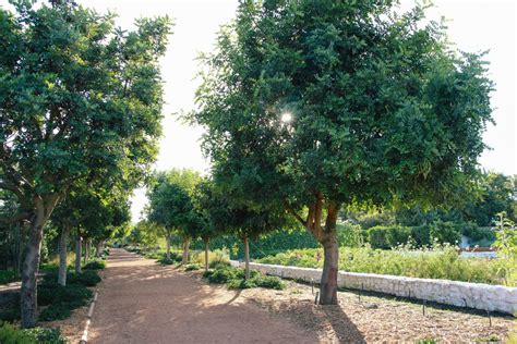 In Admiration of the Carob Tree - Babylonstoren Blog