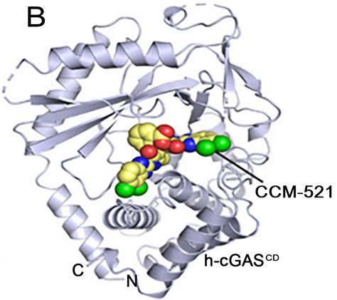 Ccm Immune Sciences Ccm Biosciences