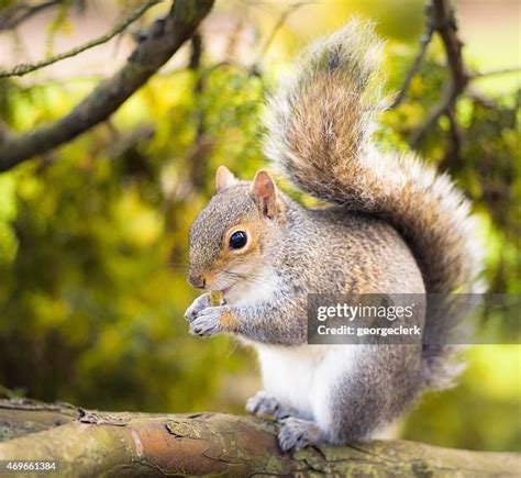 45579 Squirrels Stock Photos High Res Pictures And Images Getty Images