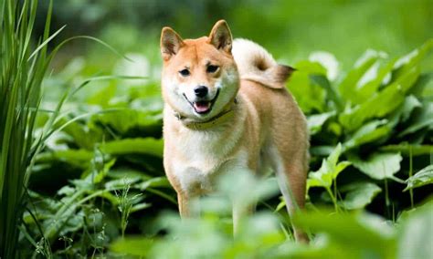 Shiba Inu SHIB Futures Handelsvolumen Um Das 78 Fache In Sieben Tagen