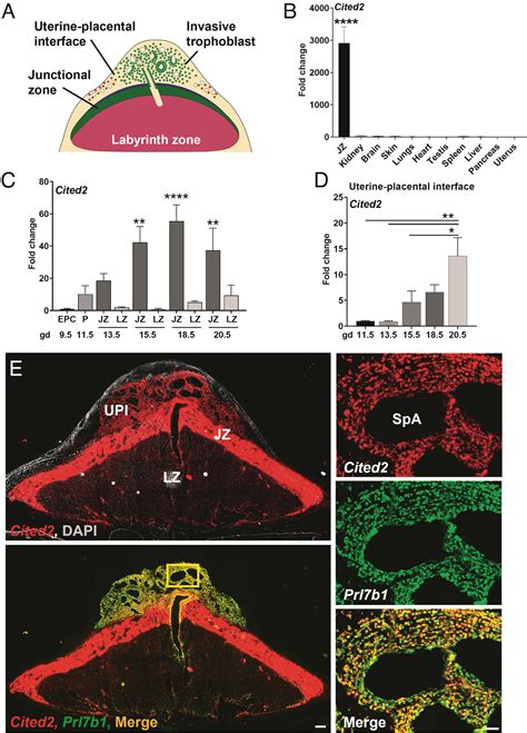 Cited Is A Conserved Regulator Of The Uterineplacental Interface Pnas