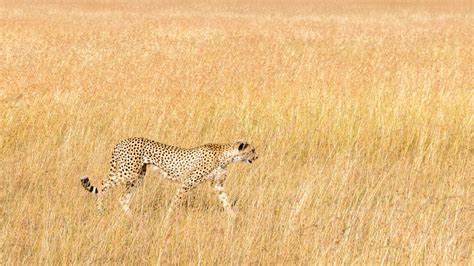 Habitat restoration in Namibia, part one - Cheetah Conservation Fund United Kingdom