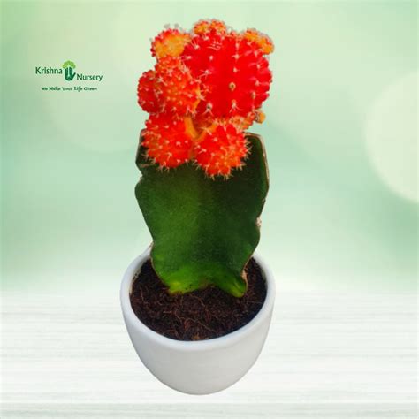 Moon Cactus Plant With Round Ceramic Pot