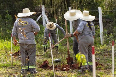 No Dia Da Rvore Sanepar Destaca Plantio De Mil Mudas Em Reas De