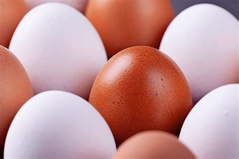 Eggshell Color Debunking Myths And Understanding Differences Between