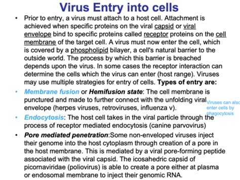 Virology Intro Flashcards Quizlet