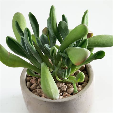 Crassula Ovata Hobbit ‘hobbit Jade’