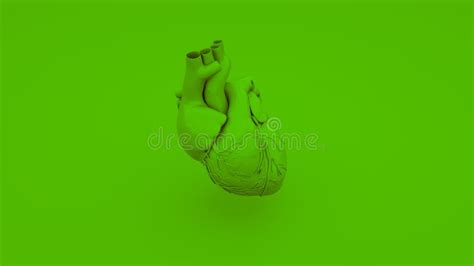 Concept Anatomique Vert De Coeur Illustration 3D Illustration Stock