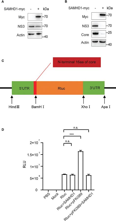 Frontiers Interferon Inducible SAMHD1 Restricts Viral Replication