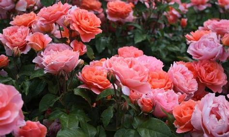 Most Beautiful Rose Gardens In The World