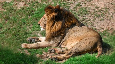 An Angry Lion At Lahore Zoo Stock Photo Image Of Male Animal 306575038
