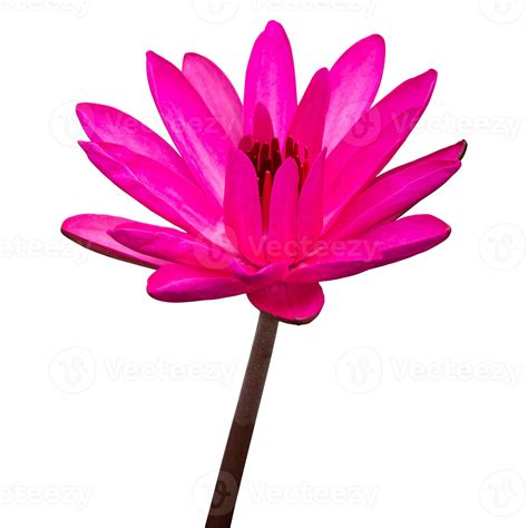 Pink Lotus Flower Isolated On White With Clipping Path 10224620 Stock