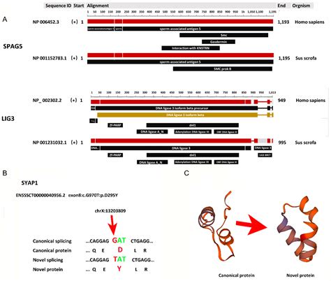 Genes Free Full Text Profiling Novel Alternative Splicing Within