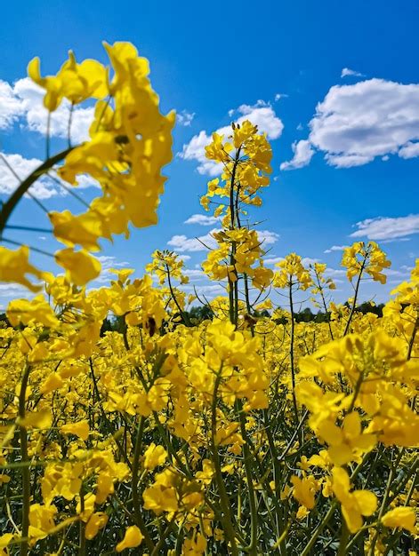 Um Campo De Flores Amarelas O C U Ao Fundo Foto Premium