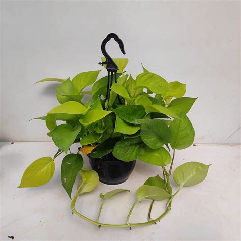Epipremnum Aureum Neon Medium Nurserybuy