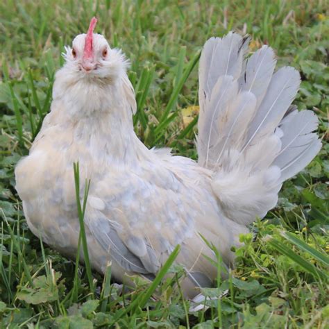 Porcelain Belgian Bearded Duccle Bantam Day Old Chicks