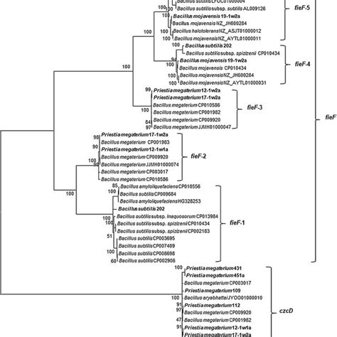 Maximum Likelihood Phylogenetic Tree Of A Fragment Of PIB Type ATPases