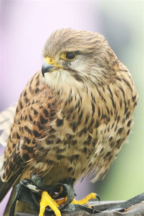 Kestrel Bird Animal Free Photo On Pixabay