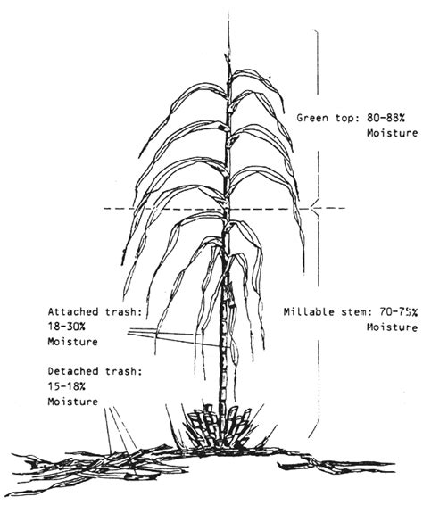 Sugarcane As Feed