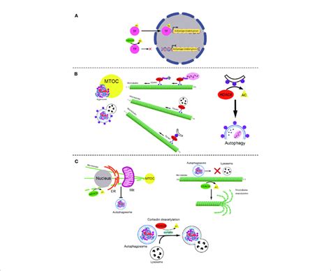 The Role Of Hdac In Autophagy A The Role Of Hdac In Ptm Of