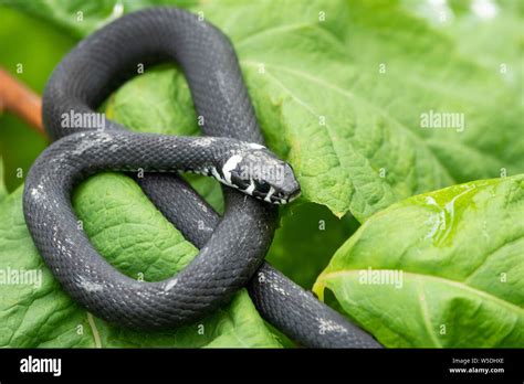 Una Serpiente Negra Con Manchas Blancas Se Asienta Sobre Una Rama Con