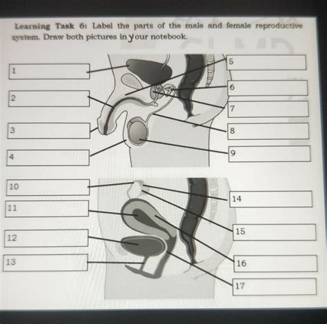 Male And Female Reproductive System Worksheet