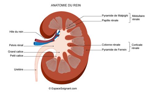 Anatomie De Lappareil Urinaire Cours Soignants