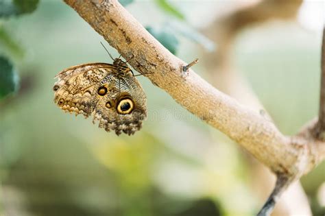 Picture Of Beautiful Colorful Butterfly On Tree Stock Photo Image Of