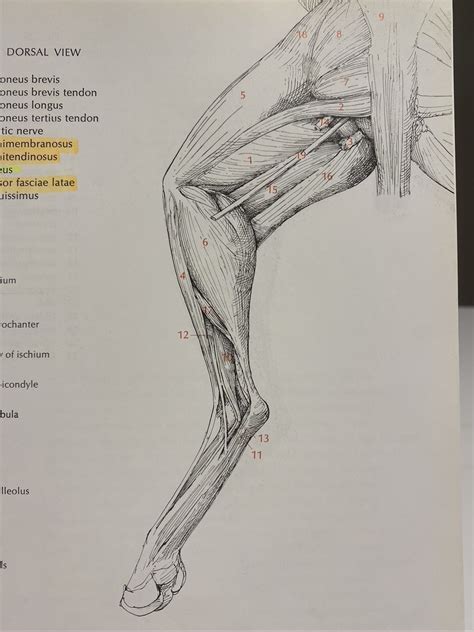 Deep Muscles Hindlimb Dorsal Cat Diagram Quizlet