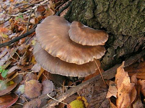 Boczniak Ostrygowaty Pleurotus Ostreatus Atlas Nagrzyby Pl