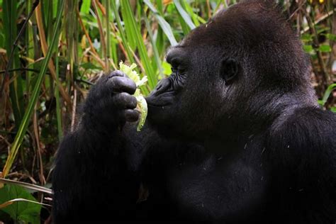 Los 10 Animales Más Inteligentes Del Mundo