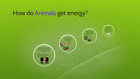 How do Animals get energy? by Tiffany Service on Prezi