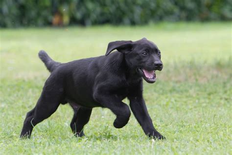 Labrador Puppy Training Schedule: Month-by-Month Training - World of Dogz