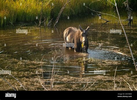 Grand Teton National Park Wyoming Usa Moose Eating In Pond Along