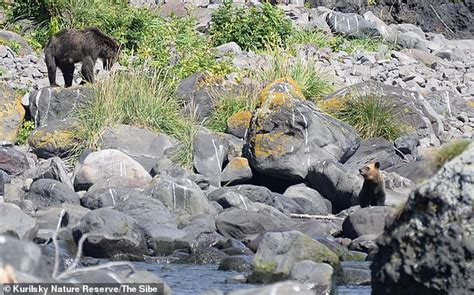 Man 'skinned alive' and has leg amputated after Russian bear attack - The Great celebrity