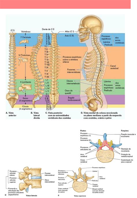 Funcoes Da Coluna Vertebral - Anatomia Da Coluna Vertebral