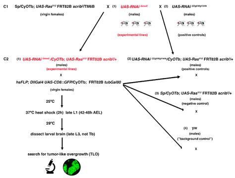 Outline Of The Crossing Scheme And Workflow For The Rnai Screen C