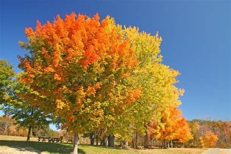 Sugar Maple Trees in Fall with Dark Blue Sky Stock Photo - Image of ...