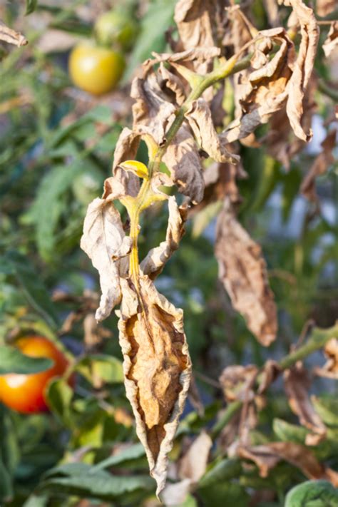 How To Prevent Tomato Blight Simple Tricks To Help Keep Plants Safe