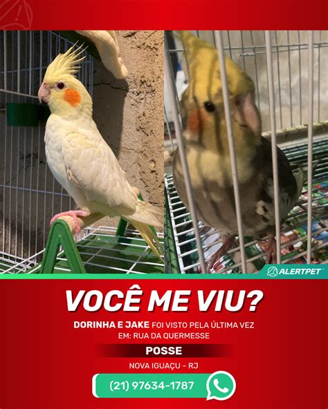 Pássaro Perdido Nova Iguaçu RJ Dorinha e Jake AlertPet