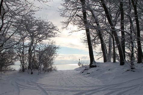 Winter Forest Trees Free Photo On Pixabay