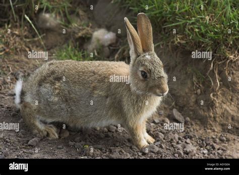 European Rabbit Oryctolagus Cuniculus Stock Photo Alamy