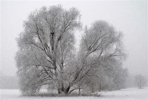 Darmowe Zdjęcia krajobraz drzewo Natura gałąź zimno zimowy