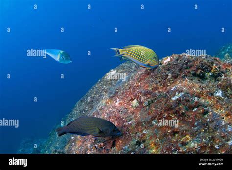 Striped Surgeonfish Acanthurus Lineatus Blue Spotted Wrasse